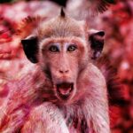 Mpox ou variole du singe