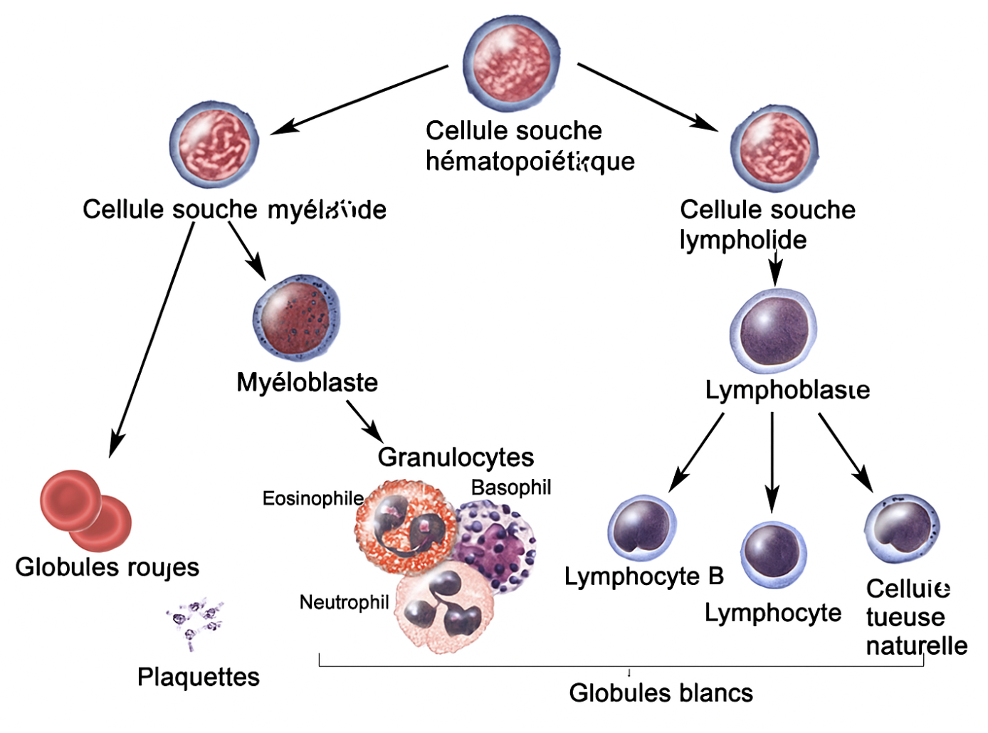 Les Leucocytes Polynucléaires (PMN) Cliniqueprivée.fr — free download