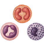 Les Leucocytes Polynucléaires (PMN)