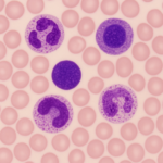 Leucocytes