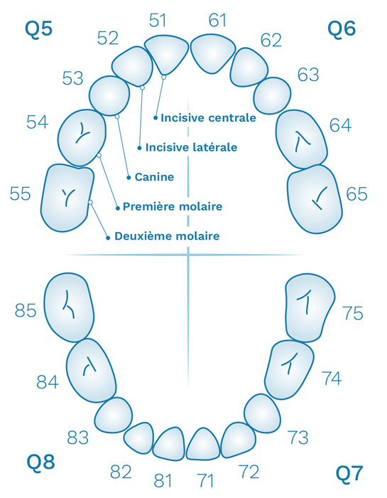 numerotation des dents enfant primaire