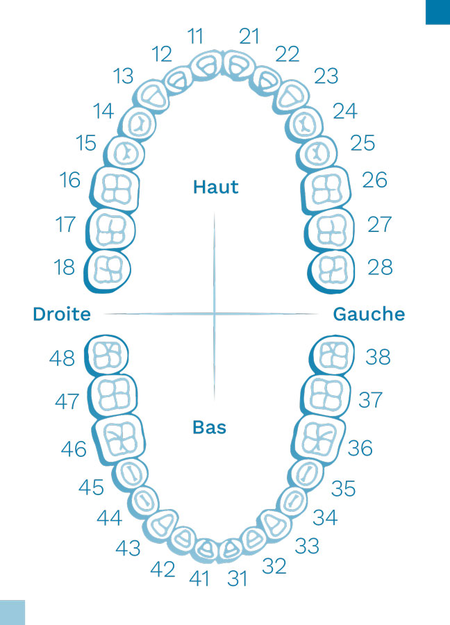 Numérotation des dents 